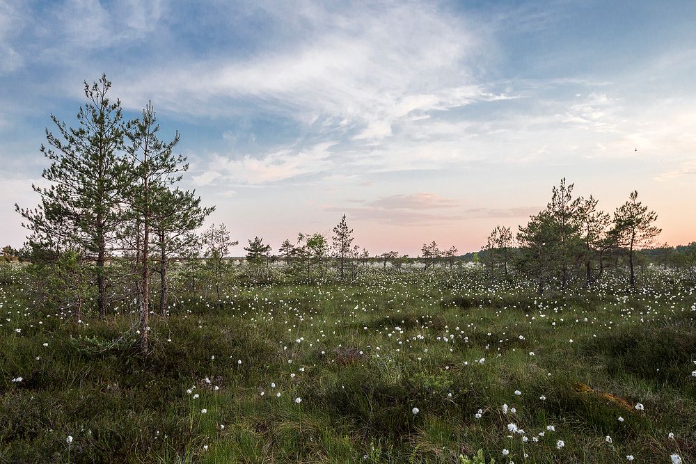 Kampo kun blankaj floroj el densa herbo kaj kelkaj junaj pinoj, sub cirusplena aŭrorĉielo, EstonioEnglish: Field with white…