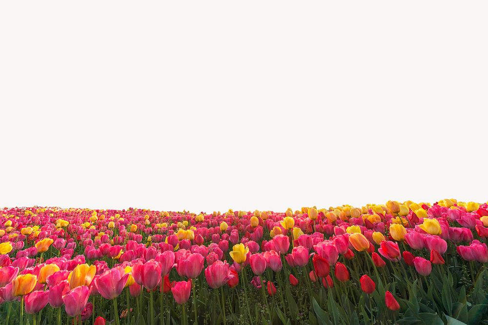 Tulip field background, spring flower aesthetic border