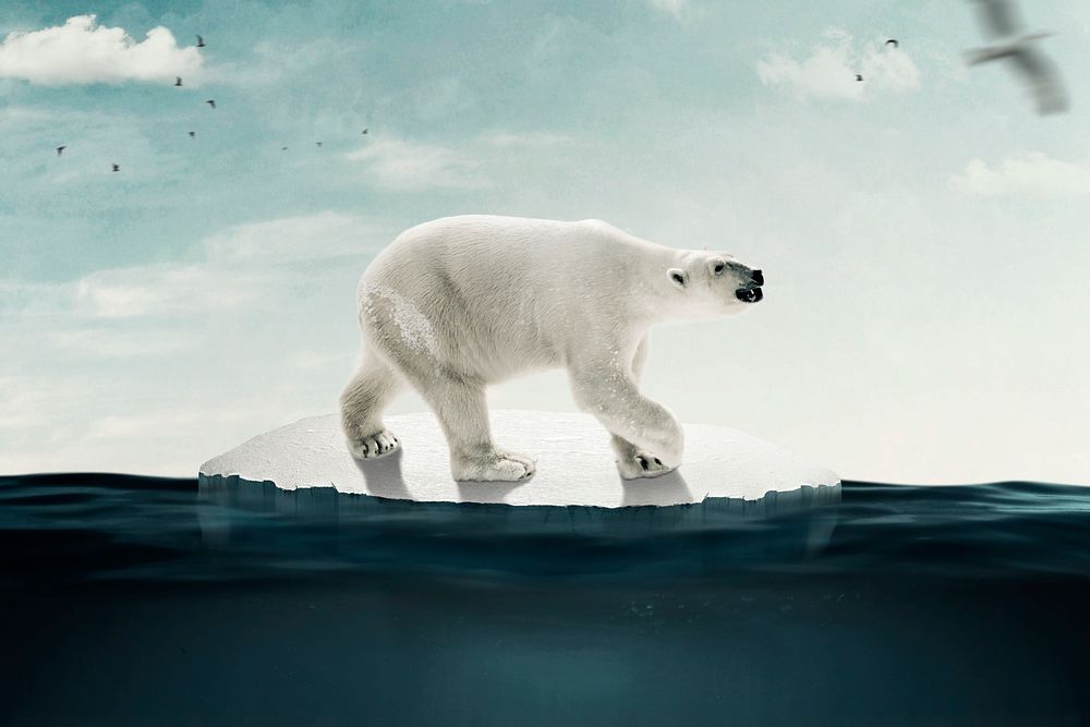 Global warming background, environmental background psd, polar bear walking on melted ice