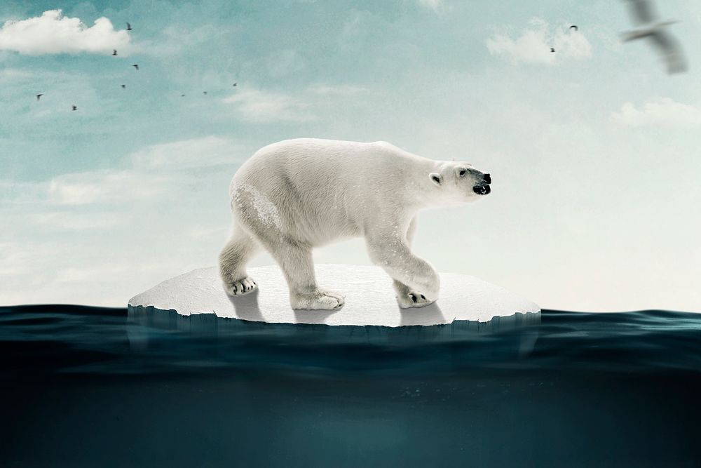 Global warming background, polar bear walking on melted ice