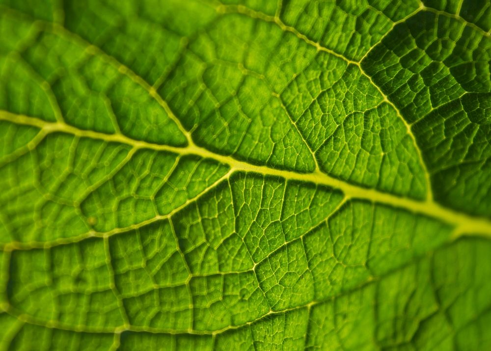 Leaf macro background, green botanical design
