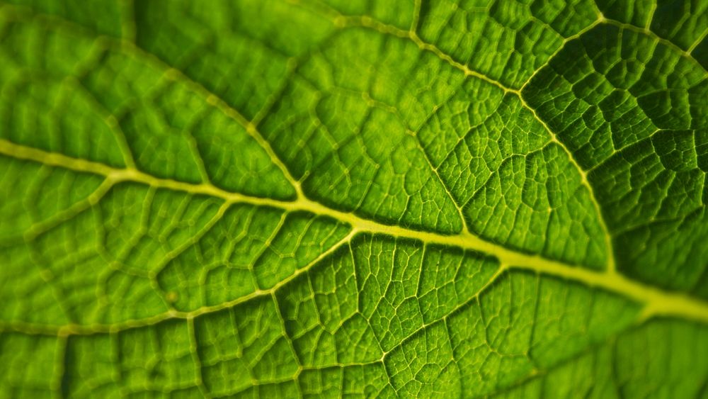 Leaf texture desktop wallpaper, high definition background