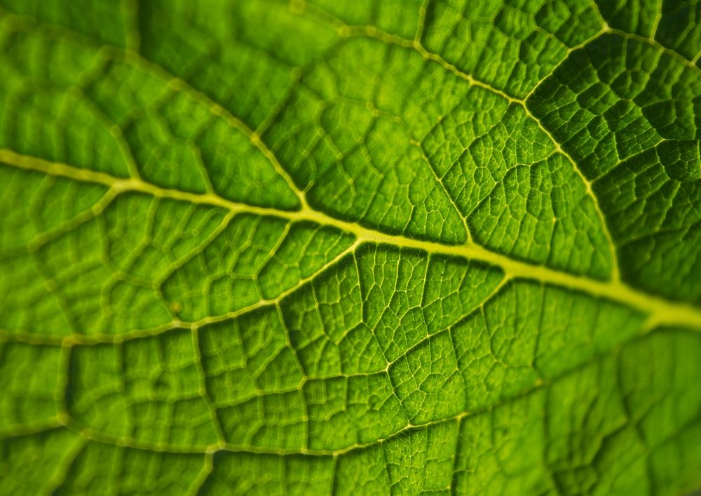 Leaf macro background, green botanical design