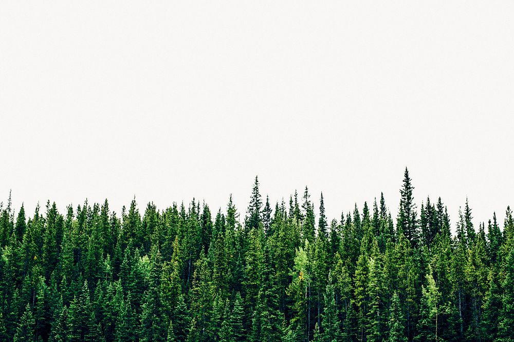 Pine forest background, nature, wilderness border