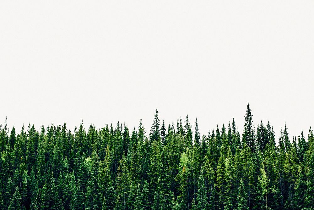 Pine forest background, nature, wilderness border psd