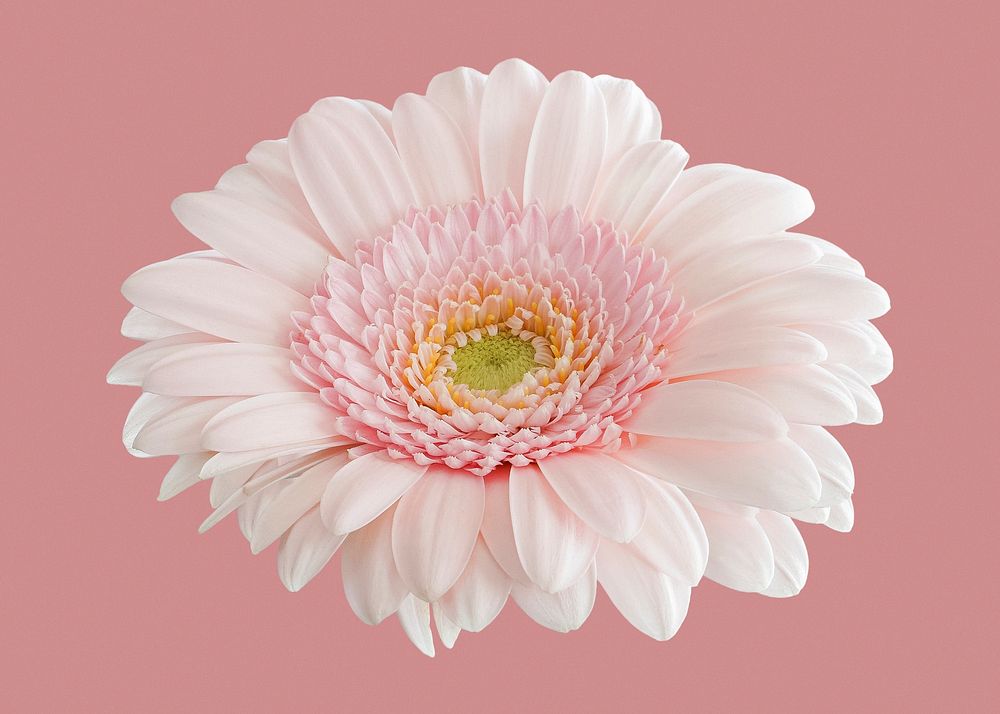 Pink flower clipart, gerbera daisy psd