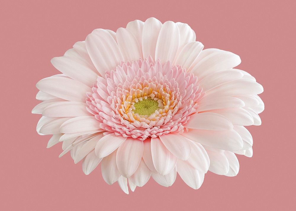 Pink gerbera daisy, flower clipart
