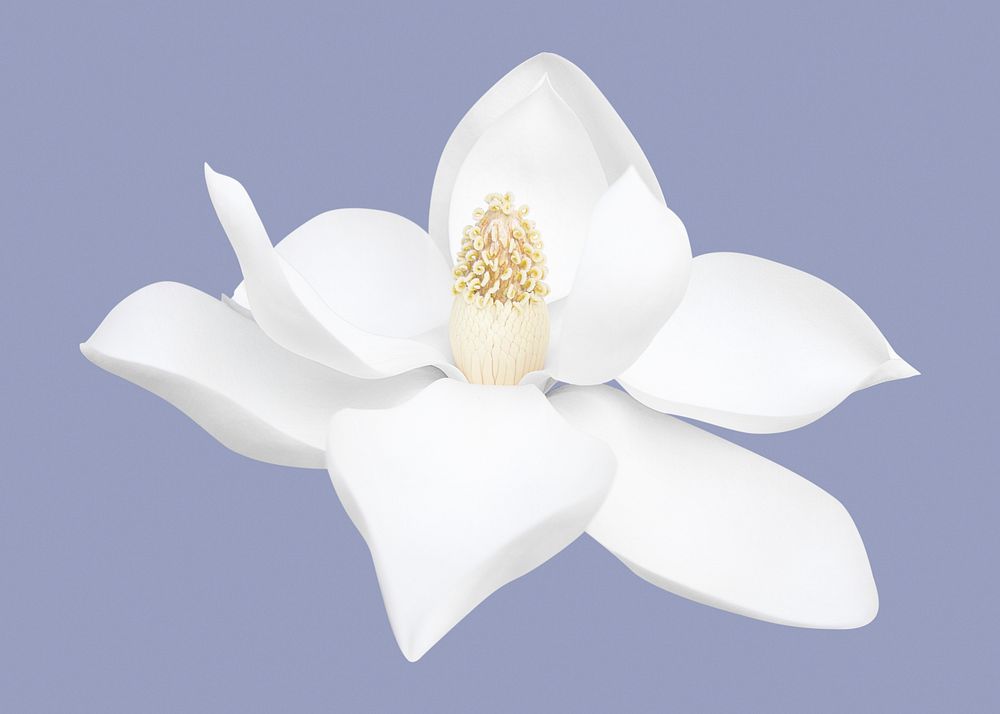 White magnolia, blooming flower clipart