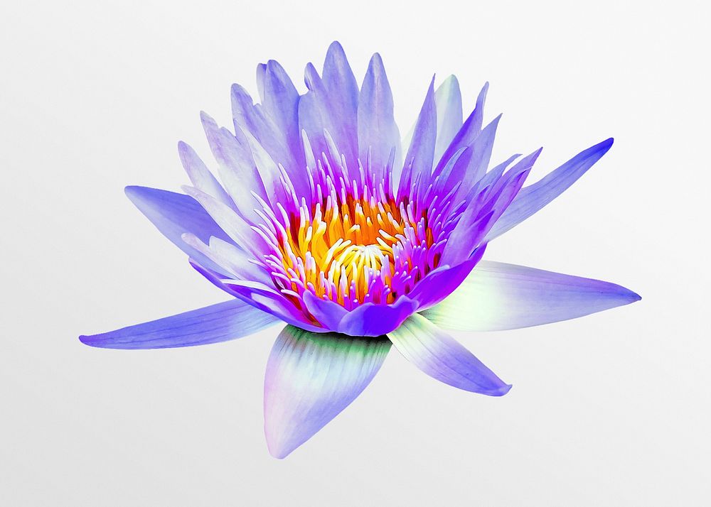 Blue water lily, flower collage element psd