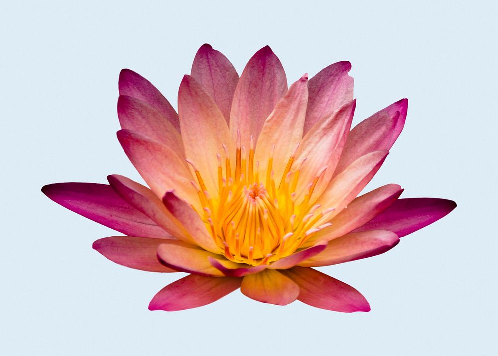 Red water lily, flower clipart