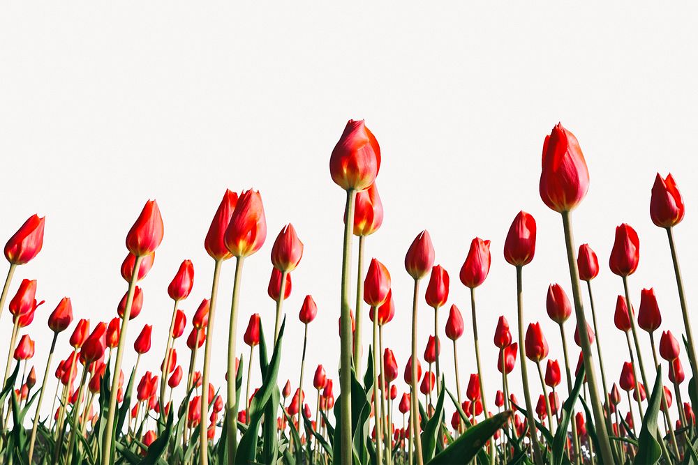 Tulip field background, spring flower aesthetic border