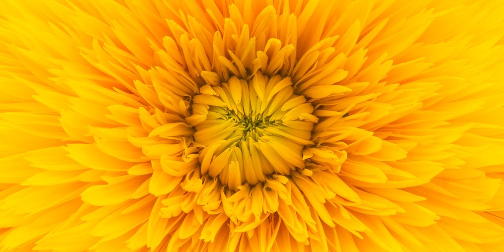 Yellow dahlia background for Facebook cover and social media banner