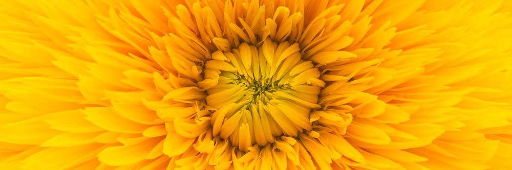 Yellow dahlia flower texture background, twitter header design