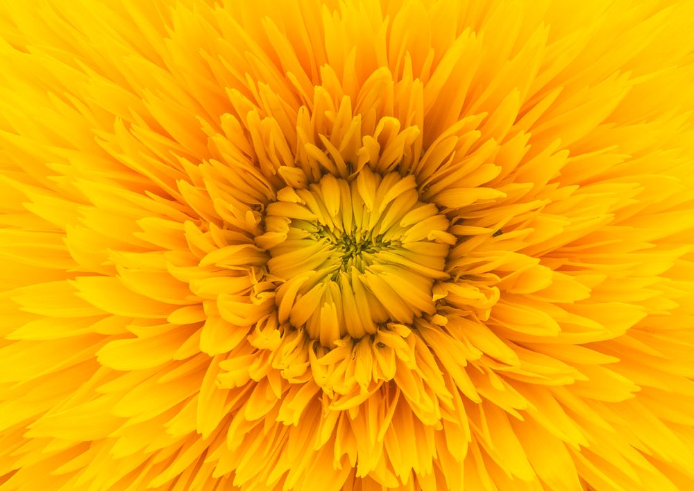 Yellow dahlia, flower close up background