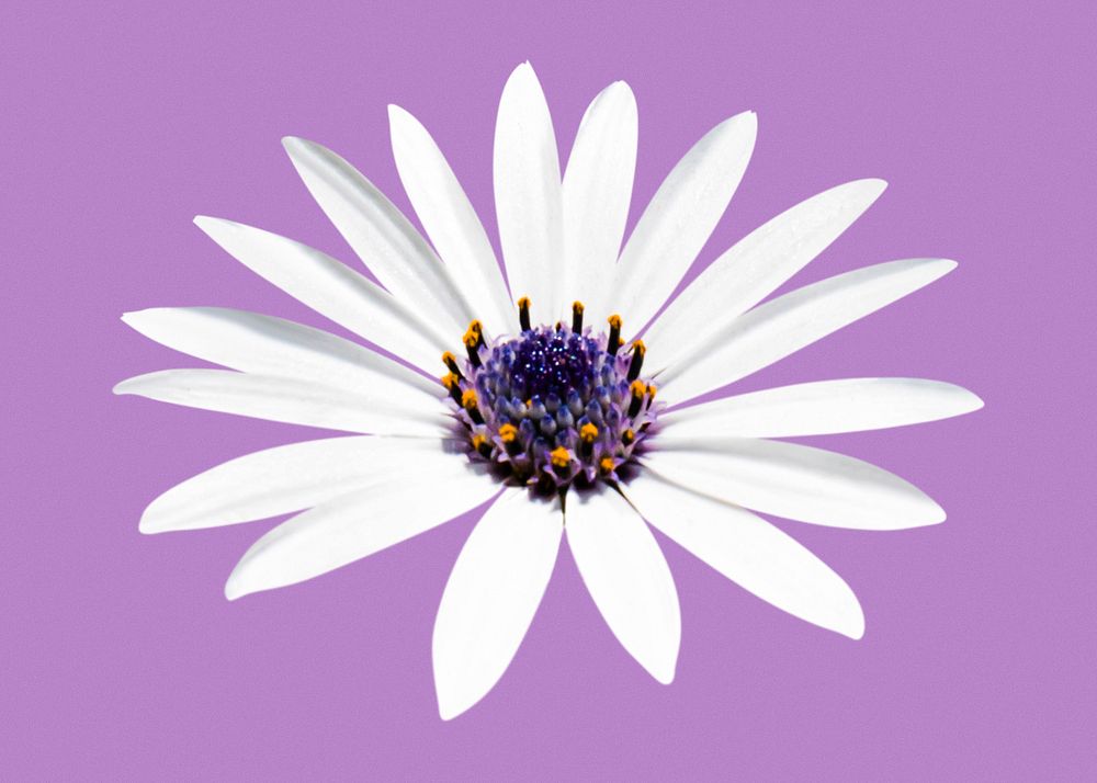 White flower, African daisy clipart psd