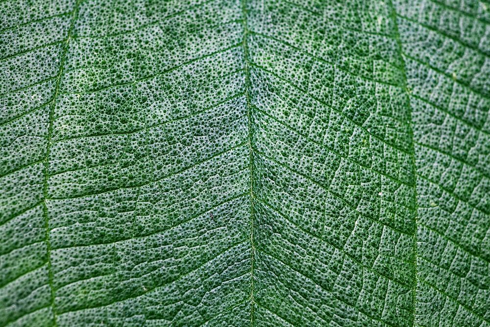 Leaf texture close up background, green nature design
