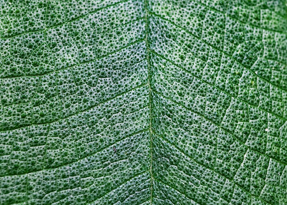Green leaf background, close up botanical design