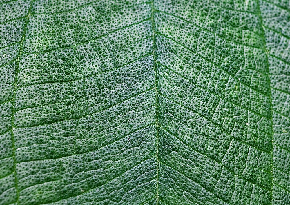 Leaf macro background, green nature close up
