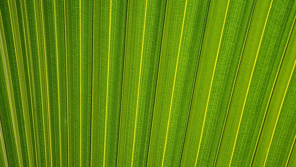 Palm leaf texture desktop wallpaper, high definition background