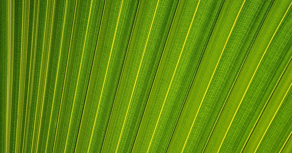 Palm leaf macro background, green botanical design