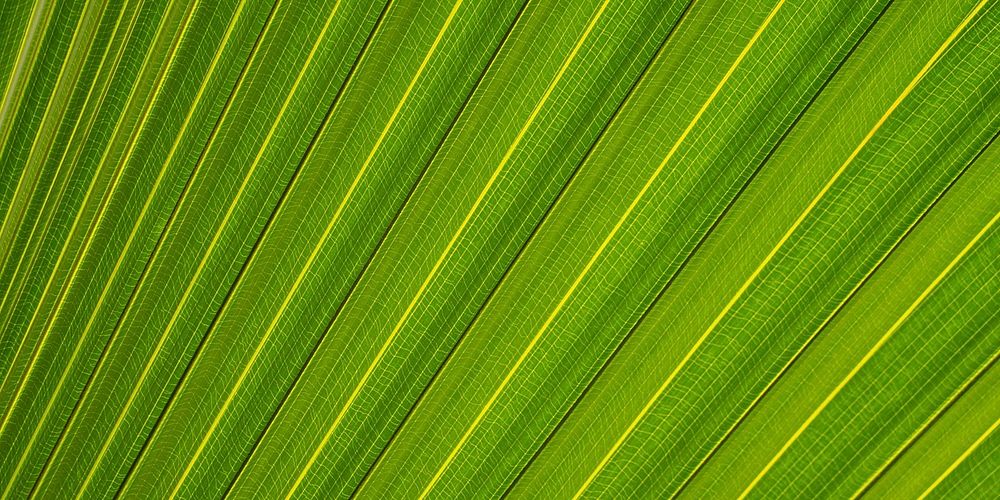 Palm leaf  texture background for Facebook cover and social media banner