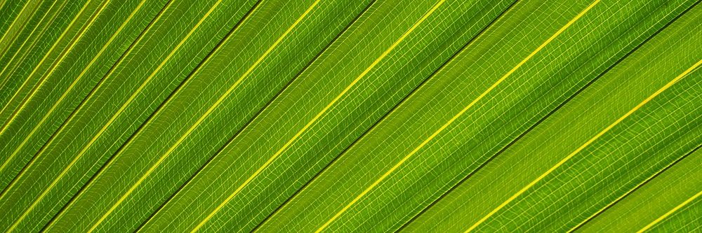 Palm leaf  texture background, twitter header design