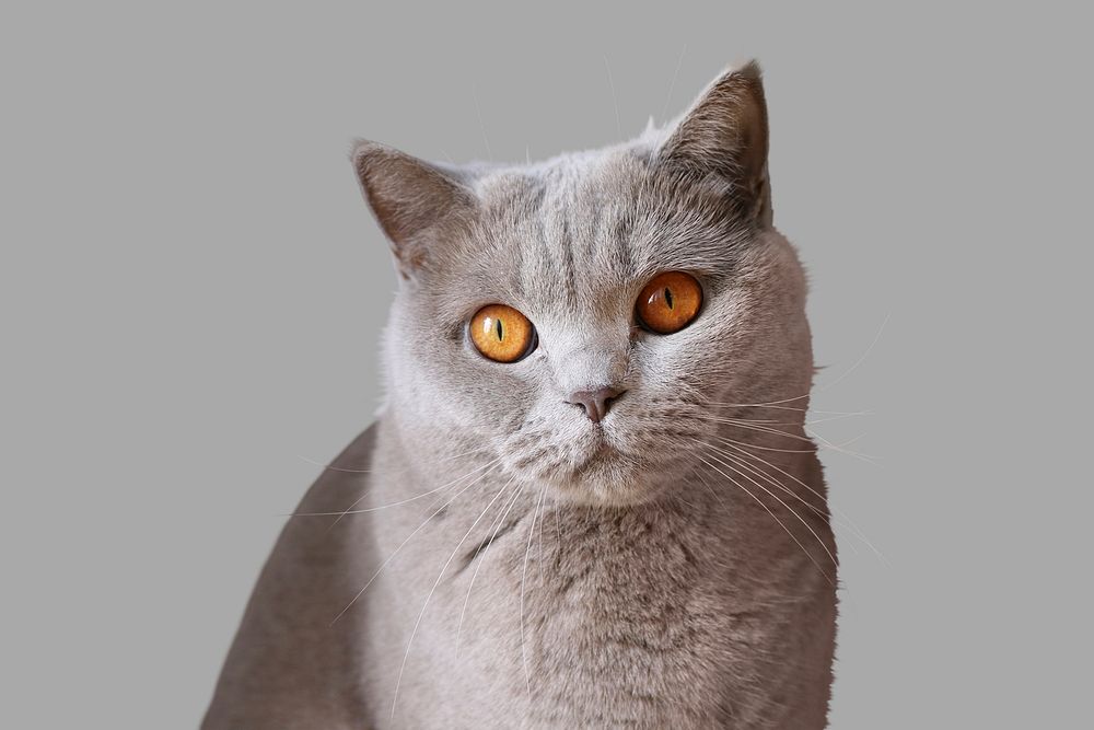 Gray cat sticker, animal design psd