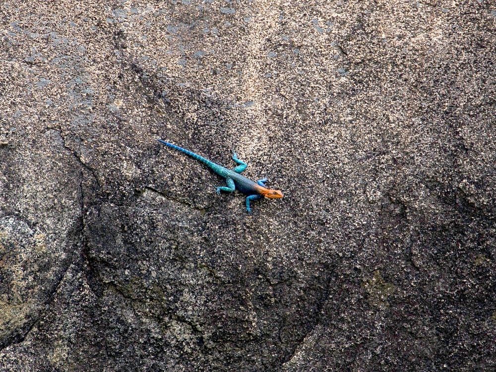 An orange headed lizard with a blue body crawling on a rocky surface in Ruaha National Park. Original public domain image…