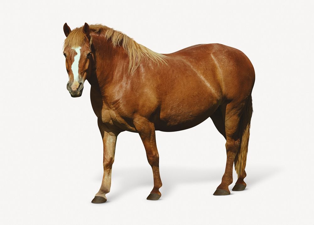 Horse isolated on white, real animal design psd