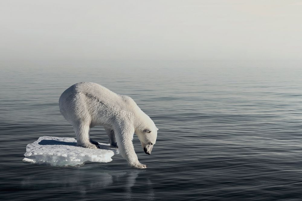 Polar bear background, walking on thin ice, climate change impact