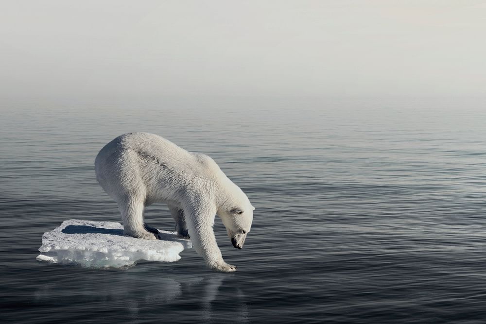 Polar bear background, walking on thin ice, climate change impact psd