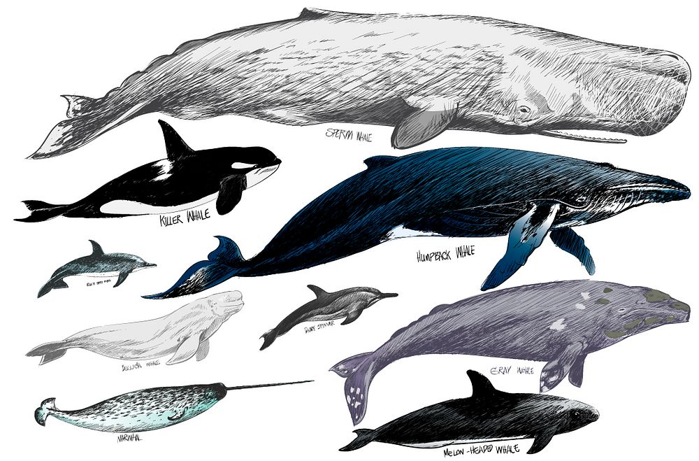 Illustration drawing style of whales collection
