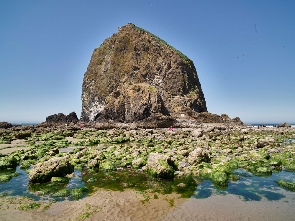 A view of Haystack Rock, an intertidal "sea stack," or rock column, just offshore at Cannon Beach, Oregon.  The rock is not…