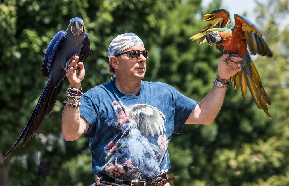 A man with two parrots entertains in the Fred Meyer Junior Parade, one several events in Portland, Oregon's, annual Rose…