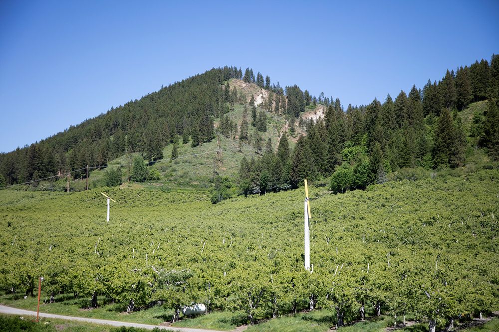 A hillside vineyard along the Columbia River, near Bickleton, Washington.