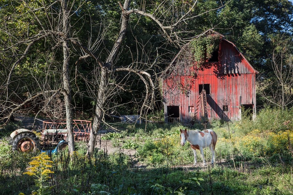 A lovely horse adds a touch of class to this tousled farm scene in Parke County, Indiana