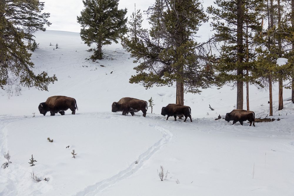 Buffaloes, or American bison, trudge through the snow in the northernmost Wyoming reaches of Yellowstone National Park.