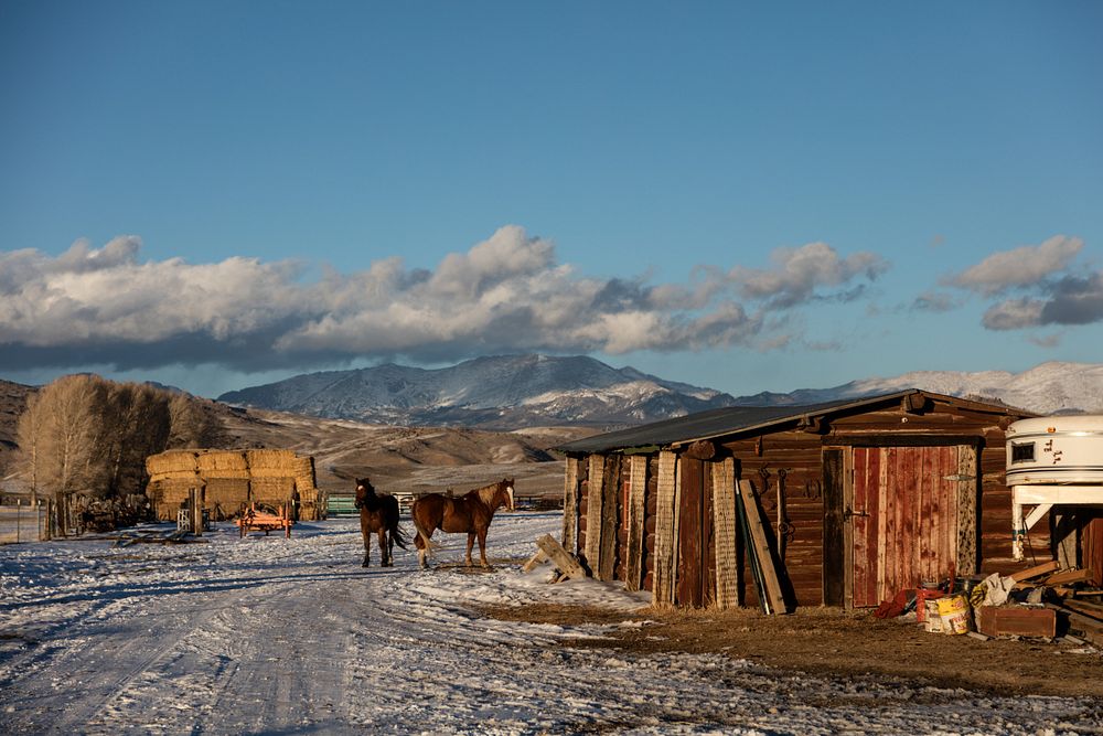 Horses enjoy a last few minutes outside their corral after returning from a romp in the snow at the Midland Ranch, in the…