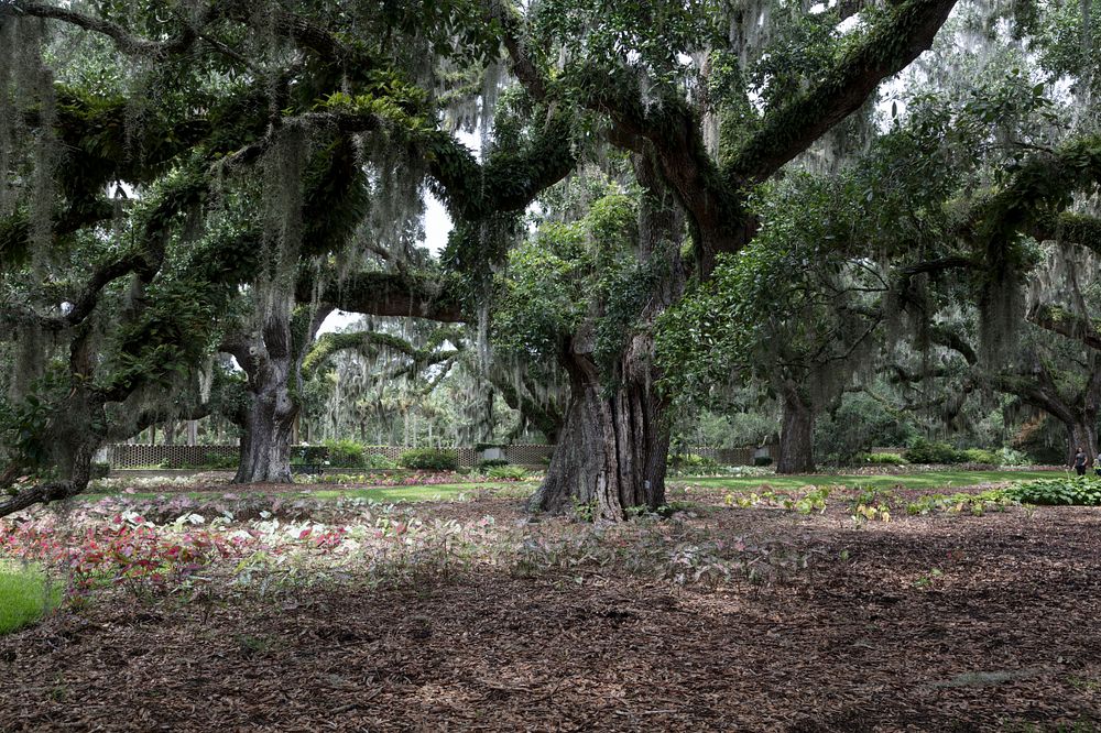 Massive, Spanish moss-draped oaks at Brookgreen Gardens, a vast complex of sculpture gardens, ecosystem trails, a wildlife…