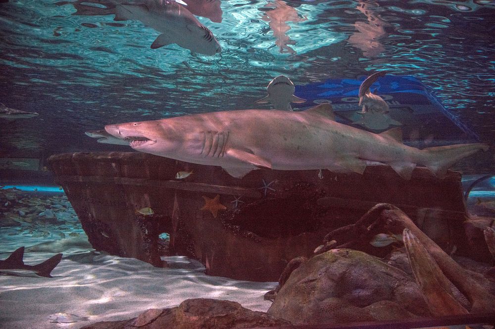 Underwater life at Ripley's Aquarium in Myrtle Beach, South Carolina.
