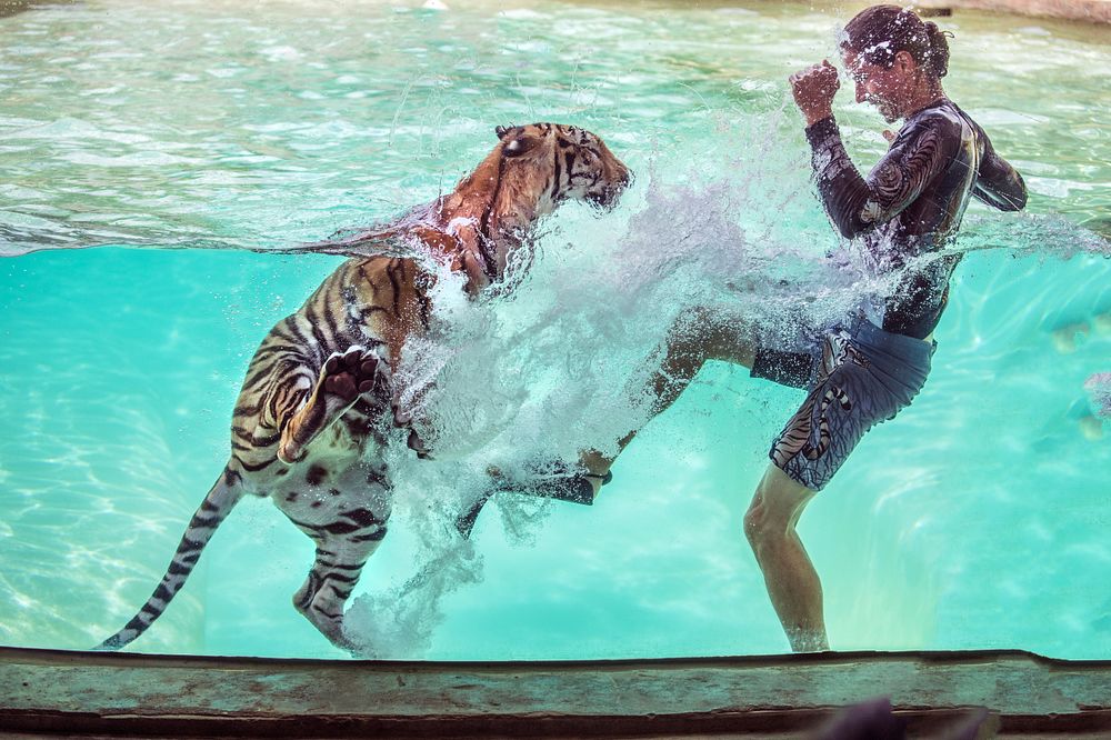 A trainer swims and dances with a tiger as part of the Myrtle Beach Safari program, produced by T.I.G.E.R.S -- the Institute…