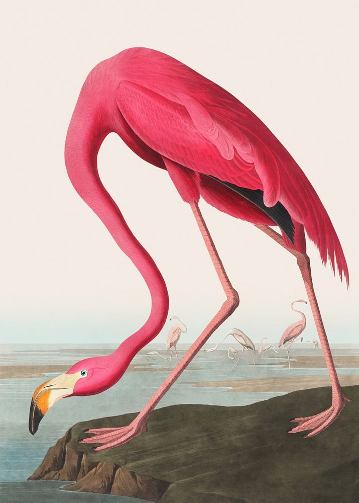 Editable Flamingo illustration, remastered by rawpixel from Audubon's Bird of America