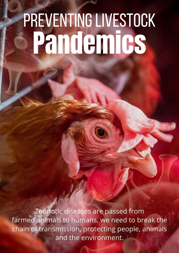 Bird flu  poster template,  farming industry design