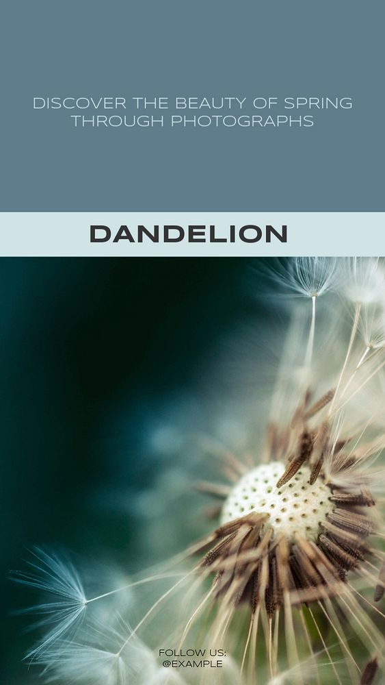 Dandelion Instagram story template, editable social media design