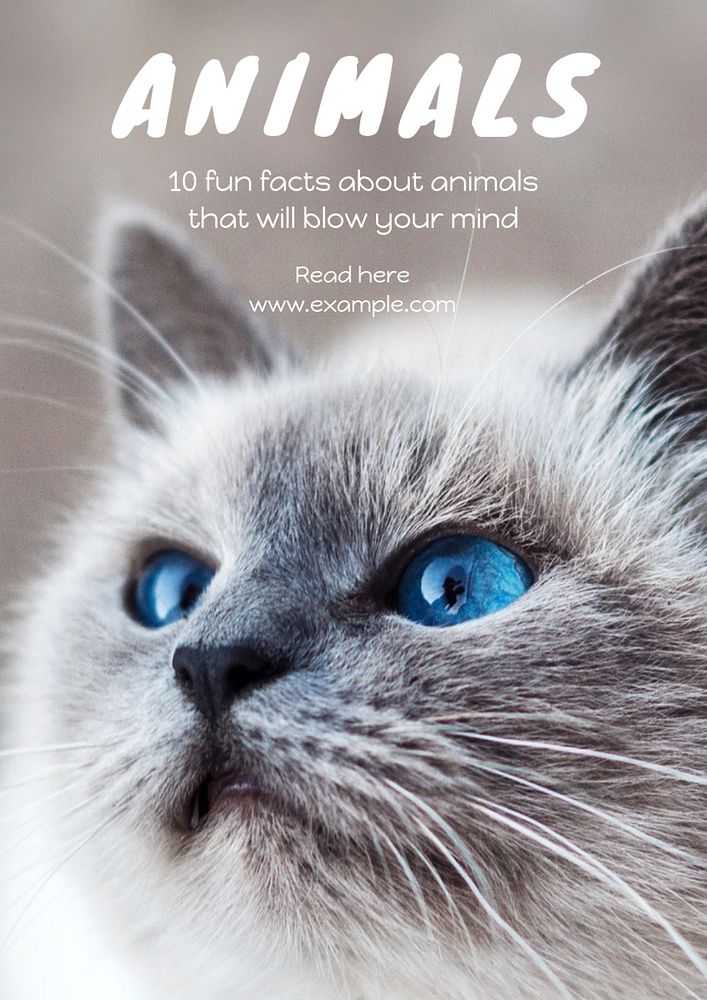 Animal  poster template, editable text and design