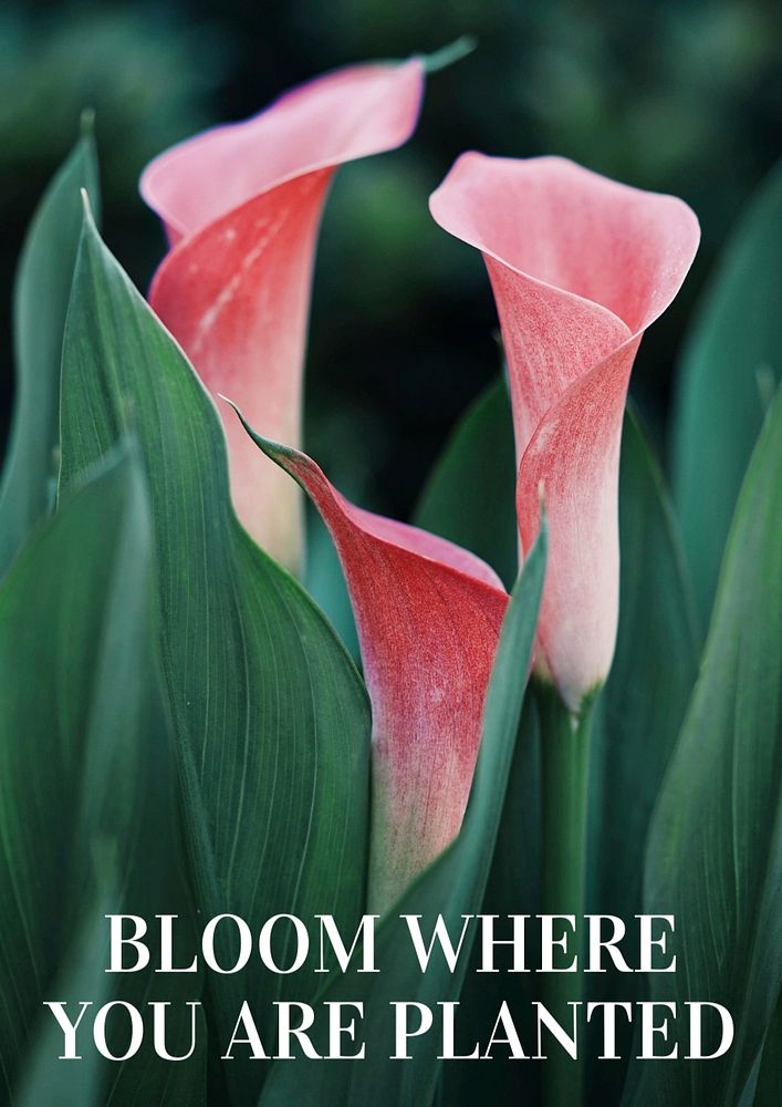 Bloom where you are planted poster template, editable text and design