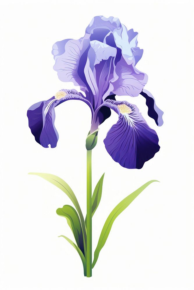 Iris flower blossom symbol plant.