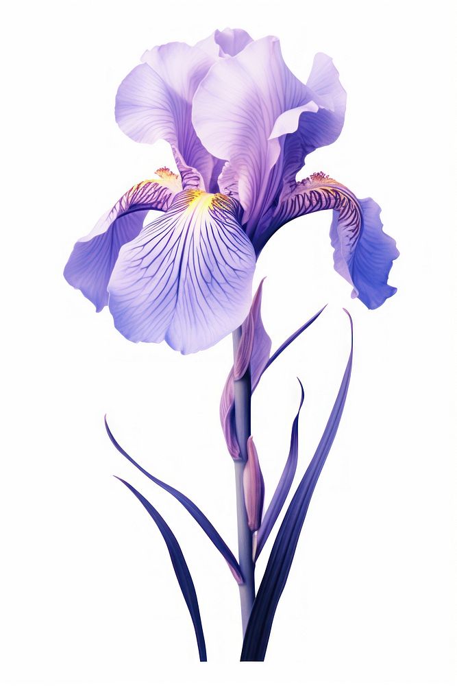 Iris flower blossom person plant.