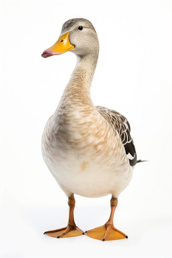 Duck duck anseriformes waterfowl.
