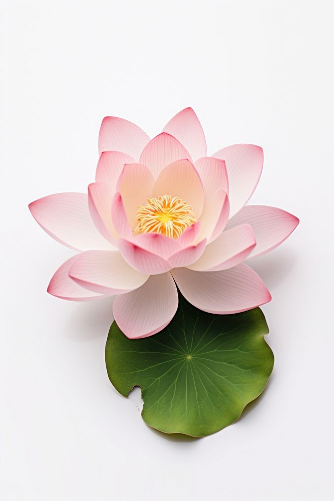 Lotus blossom flower dahlia.